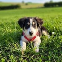 Cody der kleine Kokoni-Mix, Hund zur Adoption