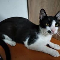 Verspielter Kater Mustache, Kater zur Adoption