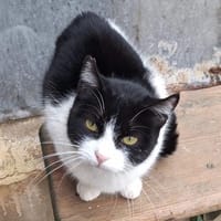 Verspielte kleine Katze Ibi, Katze zur Adoption
