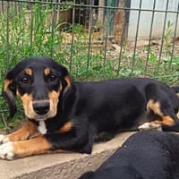 Polly, sucht Gebogenheit, Hündin zur Adoption