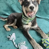 Zayden-Wunderschöner Junghund, Hund zur Adoption