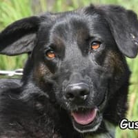 GUSTI, Hund zur Adoption