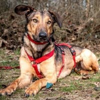 Aris - sportlicher Herzensbub mit Schalk, Hund zur Adoption