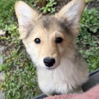 Gerry - jung und neugierig - im DE, Hund zur Adoption