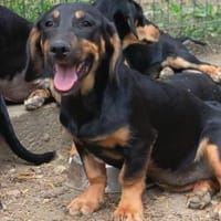 Molly sucht nach Liebe, Hündin zur Adoption