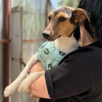 Borka-Kleine Schmusemaus sucht ihr Glück, Hündin zur Adoption