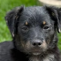 BAMBU-entzückende, hübsche Jung-Hündin, Hündin zur Adoption