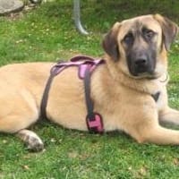 Naomi der sanfte Engel, Hündin zur Adoption
