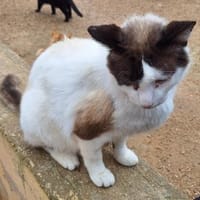 Trauriger Siam-Mix Angel, Kater zur Adoption