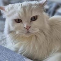 Anhängliche Langhaarkatze Nieves, Katze zur Adoption