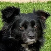 ZELDA-zauberhafte, hübsche Hündin, Hündin zur Adoption