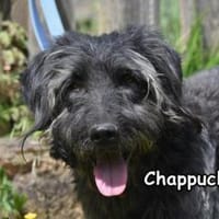CHAPPUCHINO, Hund zur Adoption