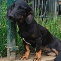 Flower wartet sehnsüchtig, Hündin zur Adoption