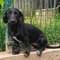 Linda sucht ihr Körbchen, Hündin zur Adoption