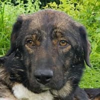 NICO-menschen bezogener Rüde, sehr dünn, Hund zur Adoption