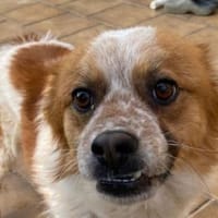 LOTHAR-wunderschöner,braun-weißer Rüde, Hund zur Adoption