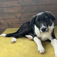 Dominik ein traumhafter welpe, Hund zur Adoption