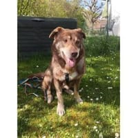 Dusty - wartet in 93309 Kelheim, Hund zur Adoption