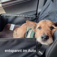 Senior Bobby-Blue s.passende Menschen, Hund zur Adoption
