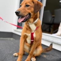 Cera sucht ein liebevolles Zuhause, Hündin zur Adoption