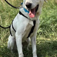 Denis - sensibler und neugieriger Rüde, Hund zur Adoption