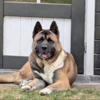 Jax - der kräftige American Akita, Hund zur Adoption