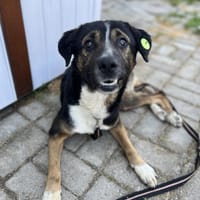 Elian - Toller Herzenshund sucht Zuhause, Hund zur Adoption