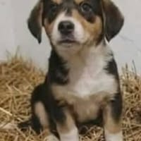 Buck, kliene Frohnatur sucht Glück, Hund zur Adoption