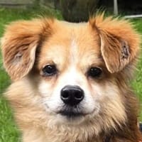 PAULI-kleiner Herzensbrecher Rüde, Hund zur Adoption