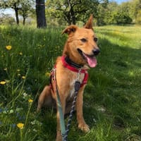 Voltron sucht ein ruhiges Zuhause, Hund zur Adoption