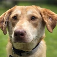 GHANDI-hübscher, liebevoller Rüde, Hund zur Adoption