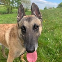 Urios, Hund zur Adoption