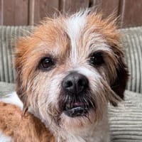 RESI-liebevolle,sanfte Senior-Hündin, Hündin zur Adoption