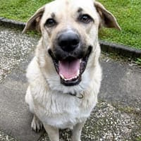 Loki - ein junger Rüde will ankommen!, Hund zur Adoption