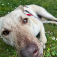 Churros sucht ruhiges Zuhause, Hund zur Adoption