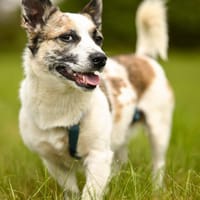 Tommy - der kleine Kuschelprinz, Hund zur Adoption