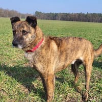 Sammy  - freundlicher Hundemann, Hund zur Adoption