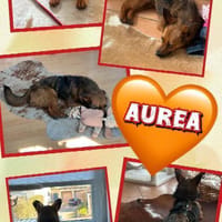 liebe kleine Aurea auf PS in 91207, Hündin zur Adoption