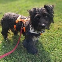 Benno - Liebevoller Familienhund, Hund zur Adoption