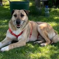 Unkomplizierter Wegbegleiter, Hund zur Adoption