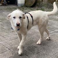 Soya - süße, liebe Eisbärin sucht Family, Hündin zur Adoption