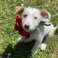 Kleine Tiffy ganz groß, Hündin zur Adoption
