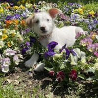 Kleine Tiffy ganz groß, Hündin zur Adoption