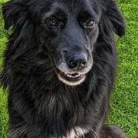 Cassandra❤ Körbchen gesucht, Hündin zur Adoption
