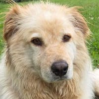 MOJO auf PS in 23936 Grevesmühlen, Hund zur Adoption