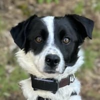 Skittles, geb. 12/2023,  21244 Buchholz, Hund zur Adoption