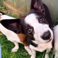 Sportpartner gesucht :), Hündin zur Adoption