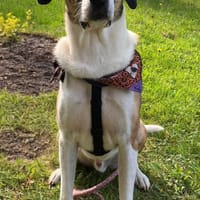 Dias aus 01097 Dresden, Hund zur Adoption