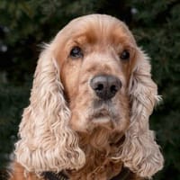 BENNY BUB - bildhübscher Cocker-Senior, Hund zur Adoption