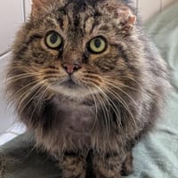 Smoky, Kater zur Adoption